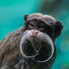 Zoo Zürich mit Edi Day
