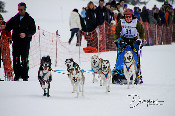 Schlittenhunderennen