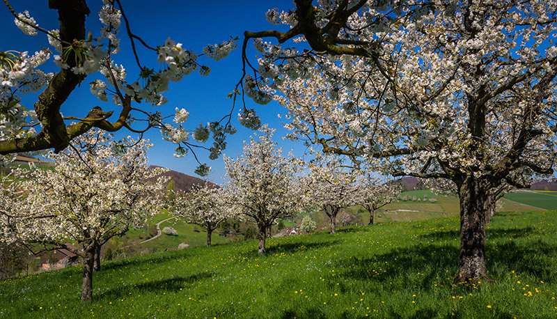 Kirschblütenfotografie Kirschblütenfotografie
