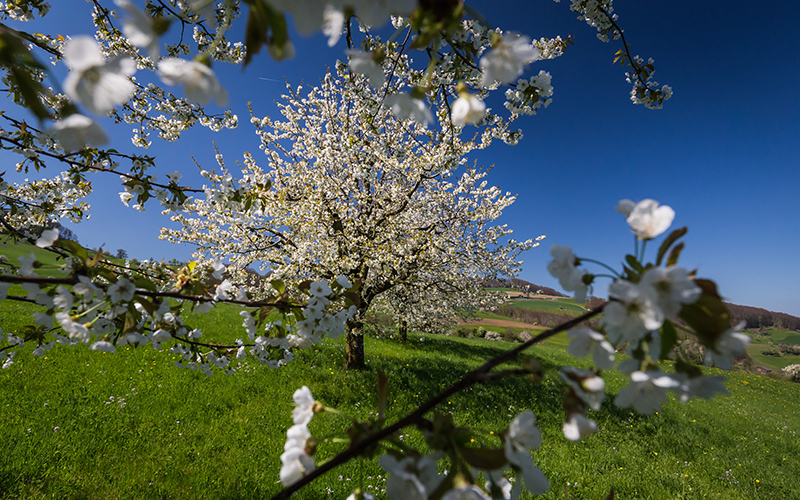 Nuglar-St. Pantaleon