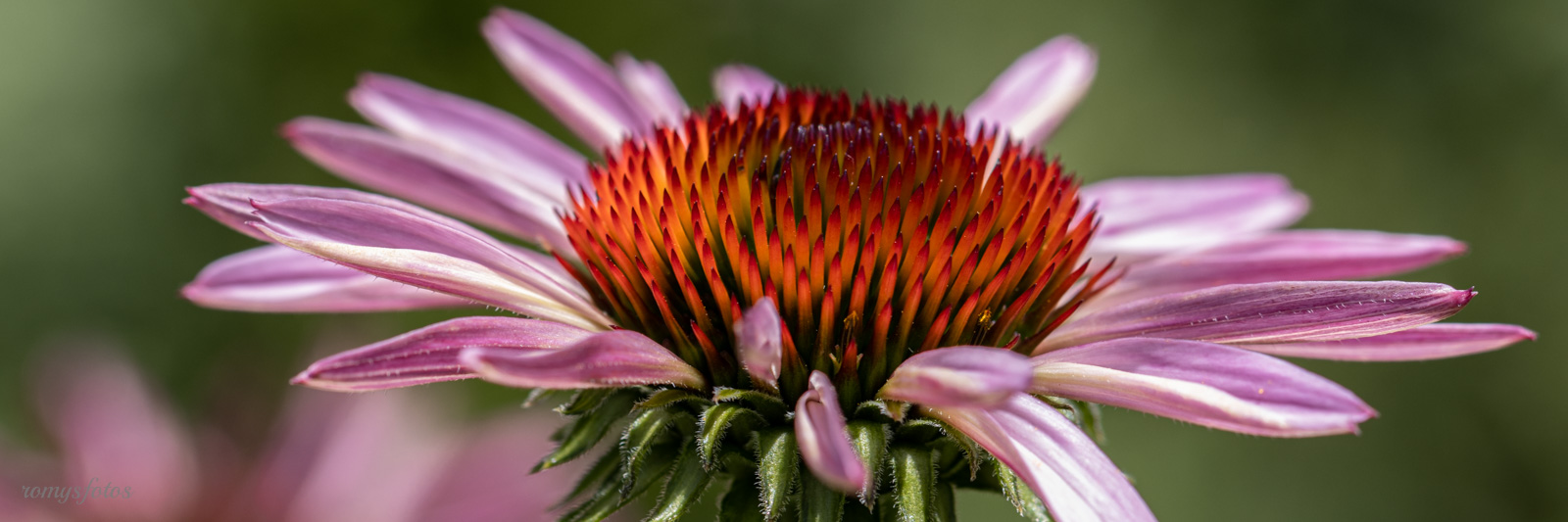 Makrofotografie im Botanischen Garten St. Gallen