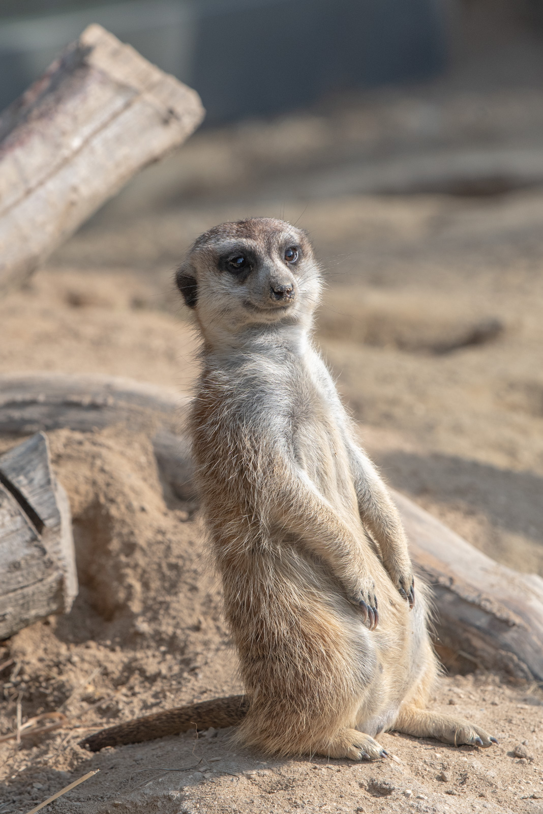 Tierfotografie im Zoo Basel