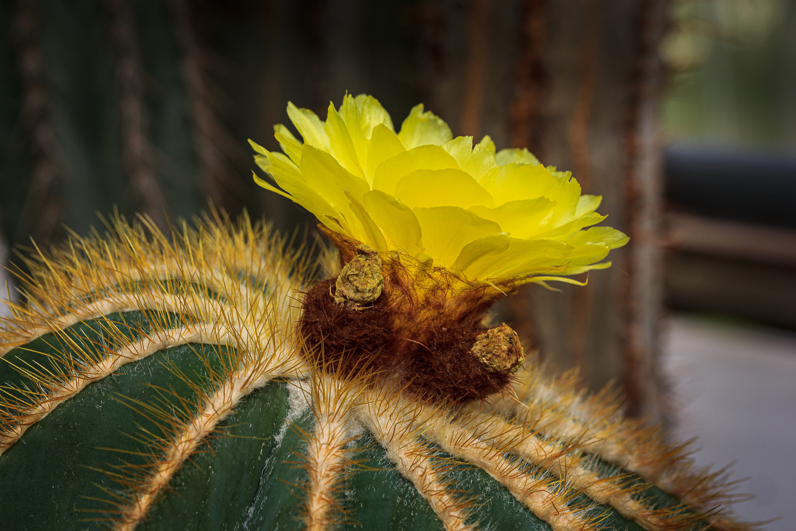 Botanischer Garten St. Gallen