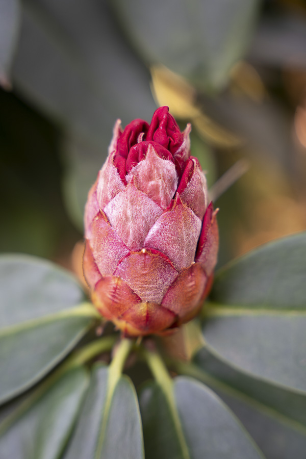 Mehr über den Artikel erfahren Makro Zeit!  Blumen und Pflanzen