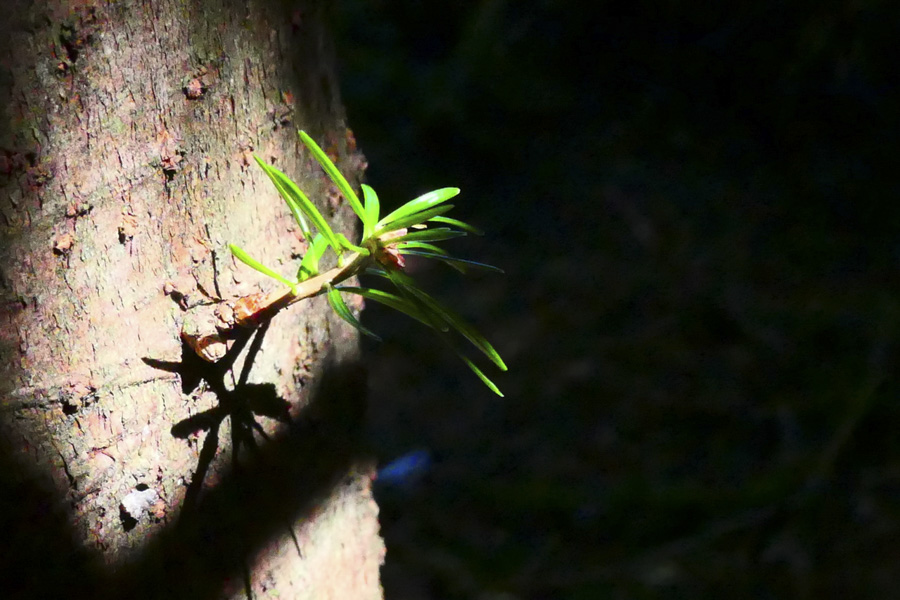 Mehr über den Artikel erfahren Natur im Kleinformat