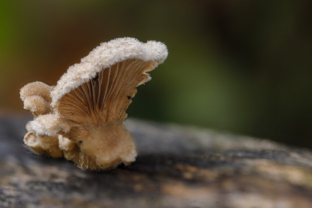 Pilz-Makrofotografie