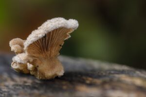 Pilz-Makrofotografie