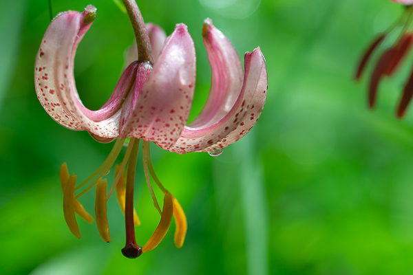 Naturzentrum Pfäffikersee