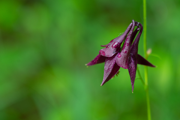 Flora und Fauna am Pfäffikersee