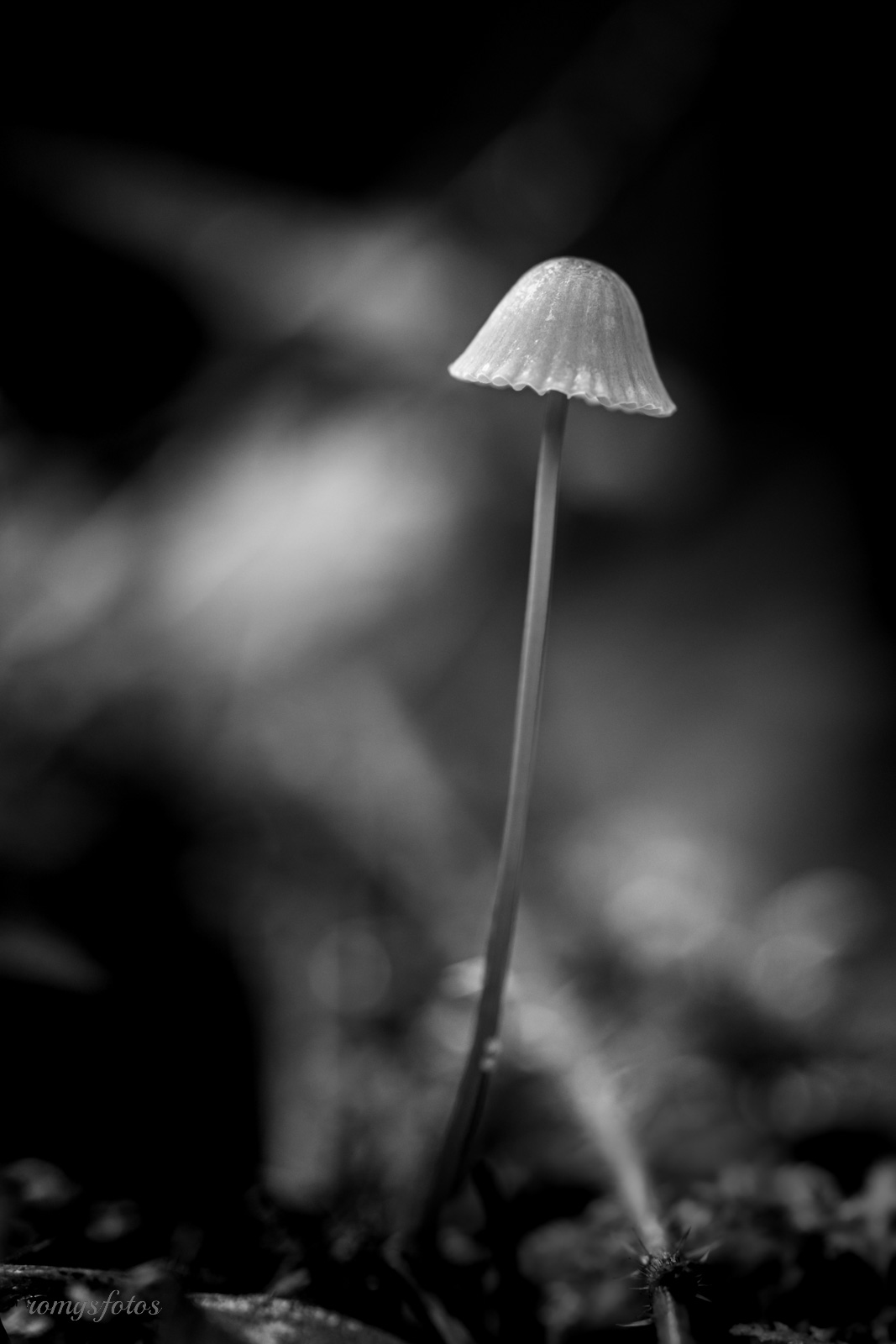 Makro 02