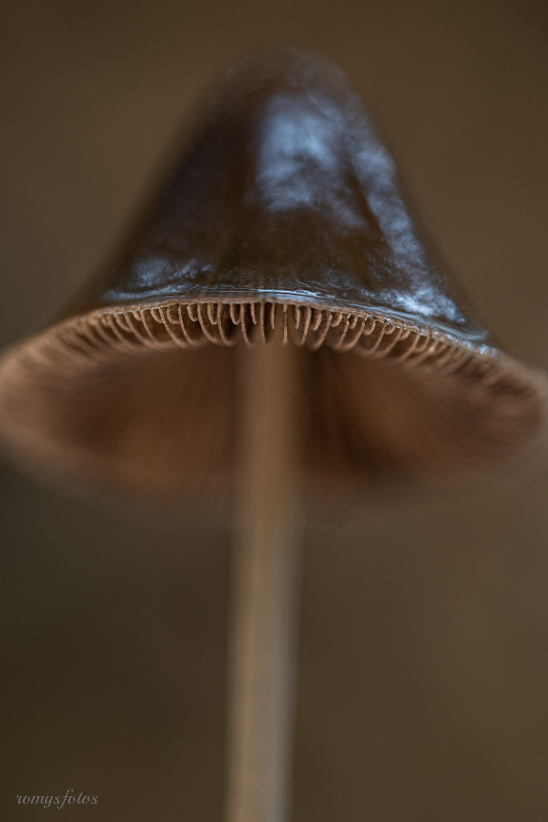Makro 03