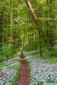 Bärlauch Blüten im Sihlwald