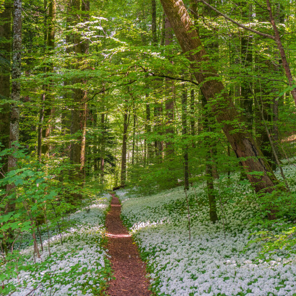 Bärlauch Blüten im Sihlwald