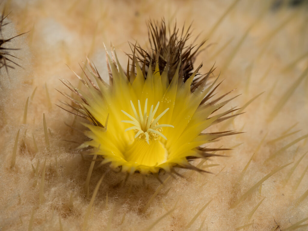 Makro Fotografie im Botanischen Garten Grüningen
