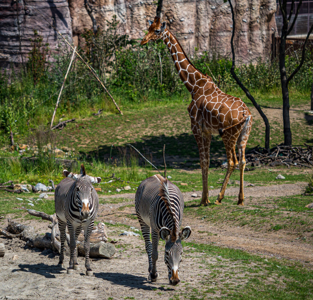 Zoo Zürich inkl. Führung