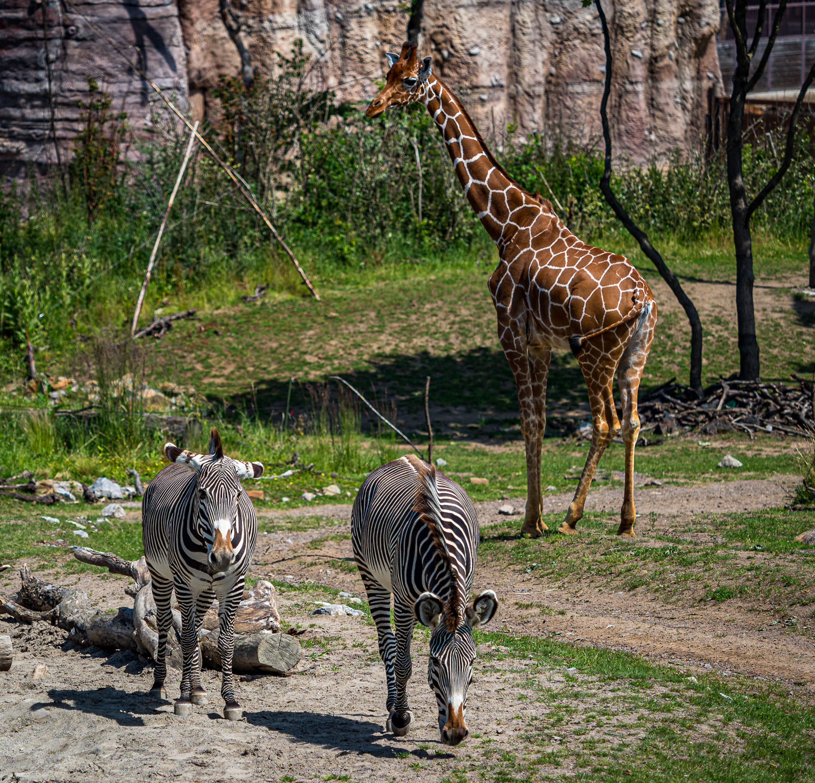 Mehr über den Artikel erfahren Zoo Zürich inkl. Führung