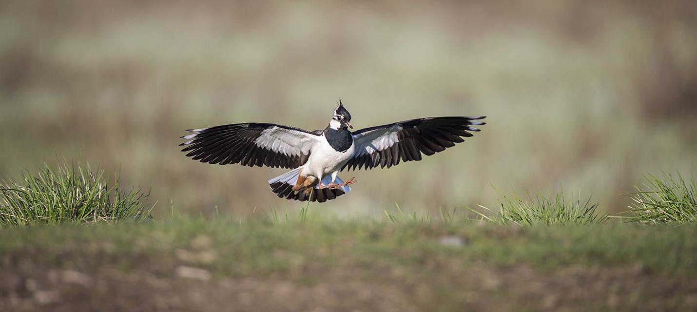 Mehr über den Artikel erfahren Neeracherried