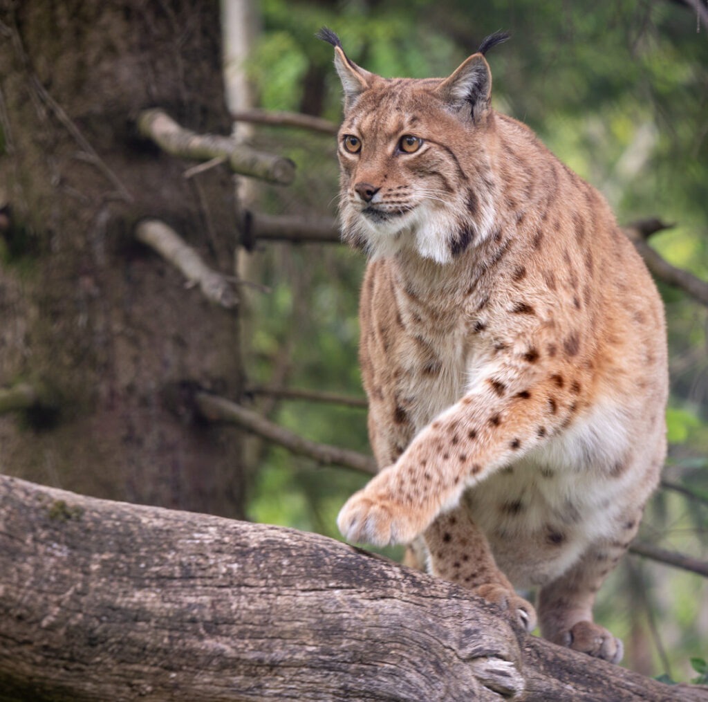 Natur- und Tierpark Goldau