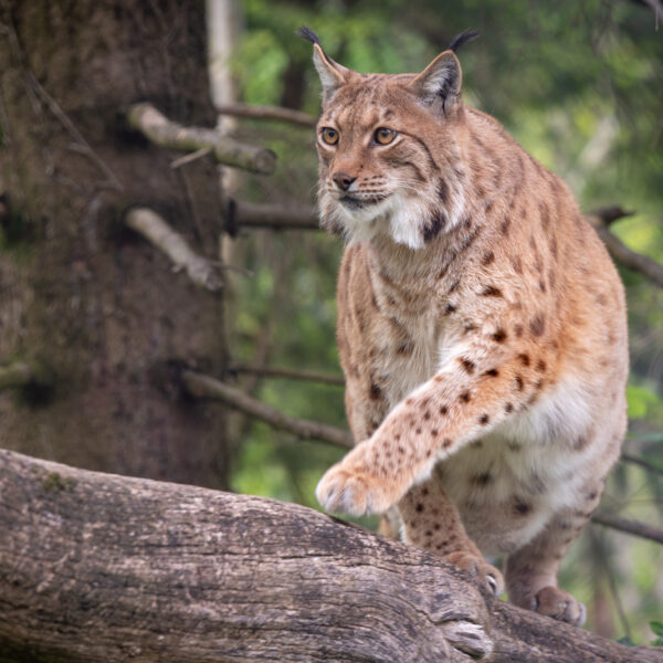 Natur- und Tierpark Goldau