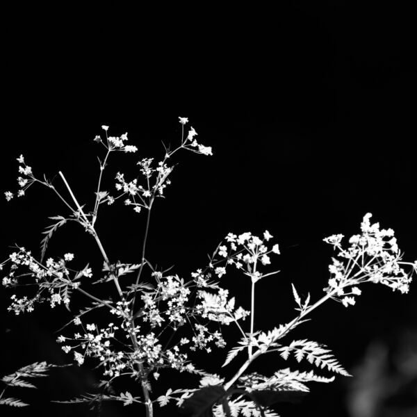 Kompaktblitz-Fotografie