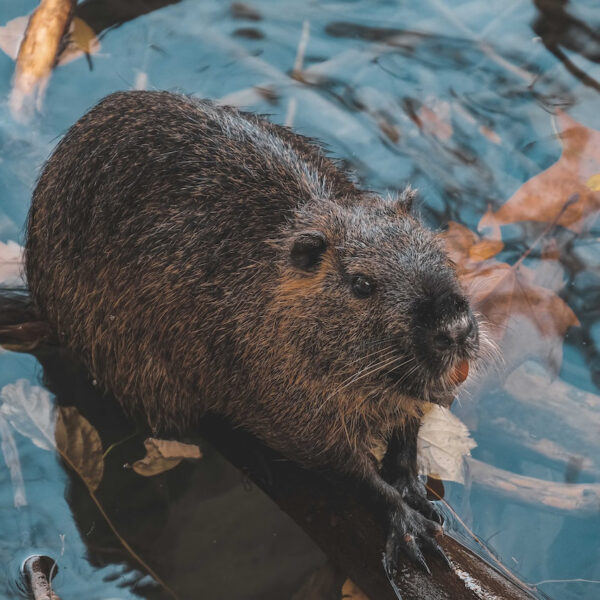 Bibergeil und scharfe Zähne