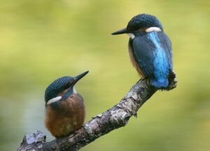 BirdLife La Sauge