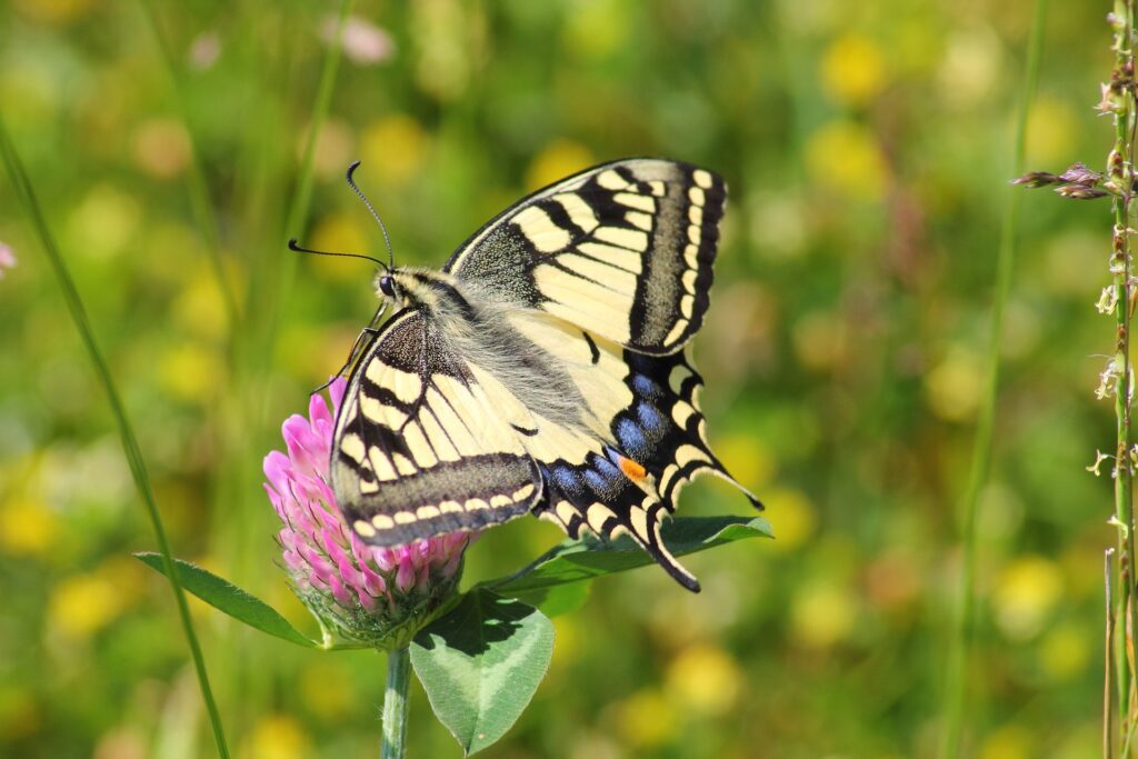 Papiliorama