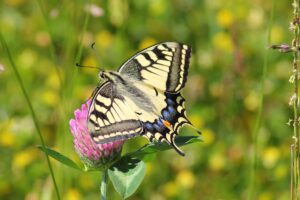 Papiliorama