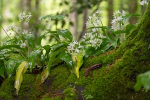 Bärlauch Blüten im Sihlwald