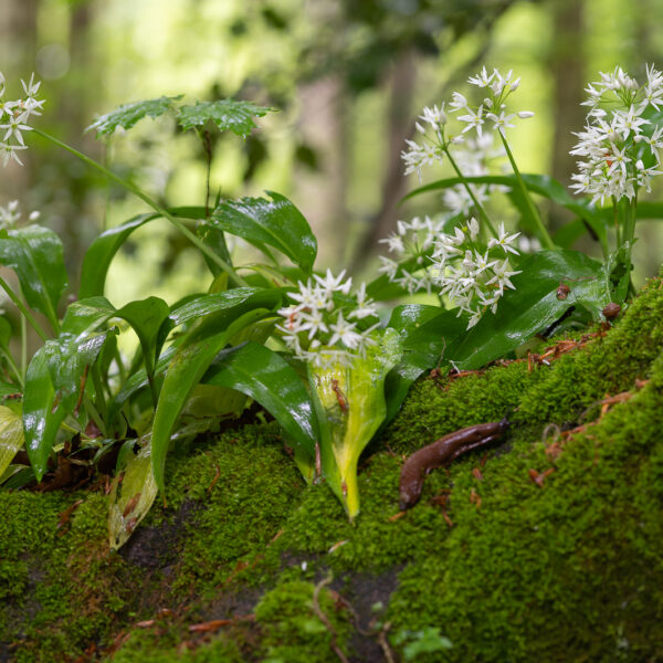 Bärlauch Blüten im Sihlwald