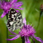 Tiere und Pflanzen im Naturzentrum Thurauen und Auenwald