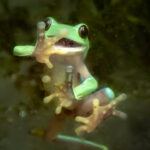 Zoo Zürich mit Führung durch Pantera