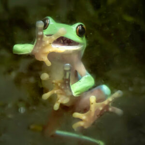 Zoo Zürich mit Führung durch Pantera