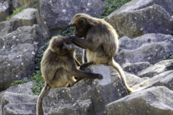 Toni Noser