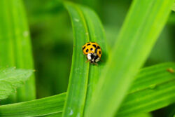 Katja Leschnikowski