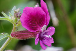 Romy Demarmels