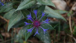 Rosetta Geiser