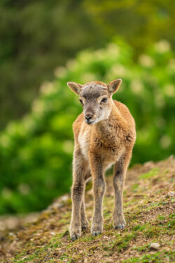 Adrian Blaser