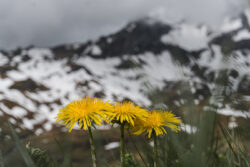 Foto aus dem Album Foto-Wochenende Berner Oberland, 09.06. bis 11.06.17
