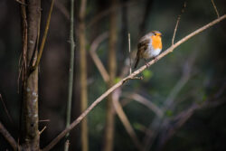 Foto aus dem Album Wildnispark Zürich, 25.03.17