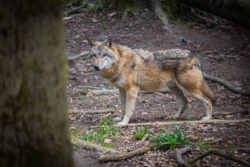 Foto aus dem Album Wildnispark Zürich, 25.03.17