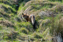Foto aus dem Album Wildnispark Zürich, 25.03.17