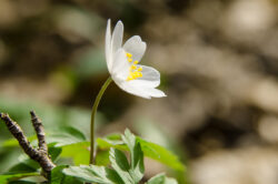 Foto aus dem Album Wildnispark Zürich, 25.03.17