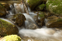 Foto aus dem Album Wildnispark Zürich, 25.03.17