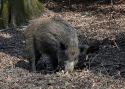 Foto aus dem Album Wildnispark Zürich, 25.03.17