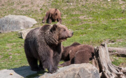 Foto aus dem Album Wildnispark Zürich, 25.03.17
