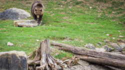 Foto aus dem Album Wildnispark Zürich, 25.03.17