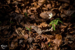 Foto aus dem Album Wildnispark Zürich, 25.03.17
