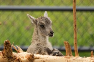 Foto aus dem Album Stiftsbibliothek St. Gallen / Wildpark Peter und Paul, 21.05.21