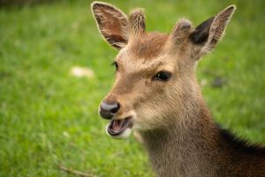 Foto aus dem Album Stiftsbibliothek St. Gallen / Wildpark Peter und Paul, 21.05.21